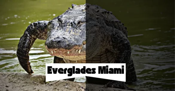 Everglades Alligator Farm Miami