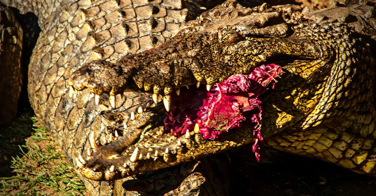 Feeding An Alligator At Everglades Alligator Farm Miami